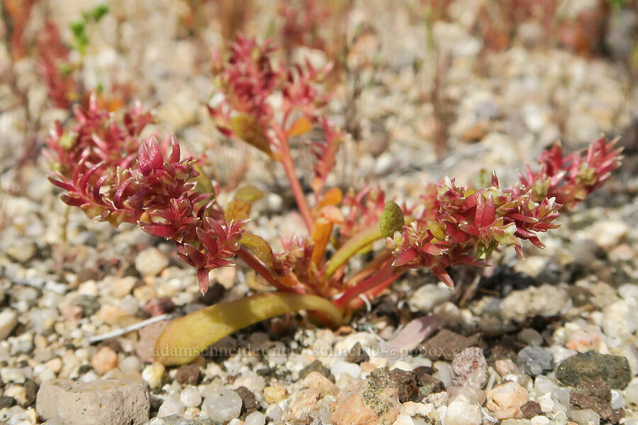 common pussy-paws (Calyptridium monandrum (Cistanthe monandra)) [Red Rock Canyon State Park, Kern County, California]