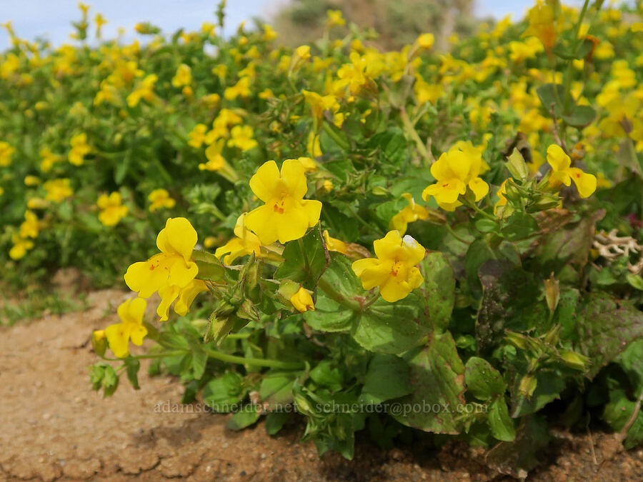 yellow monkeyflower (Erythranthe guttata (Mimulus guttatus)) [Red Rock Canyon State Park, Kern County, California]