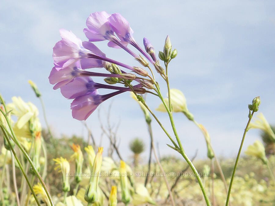 showy gilia (Gilia cana ssp. speciosa) [Red Rock Canyon State Park, Kern County, California]