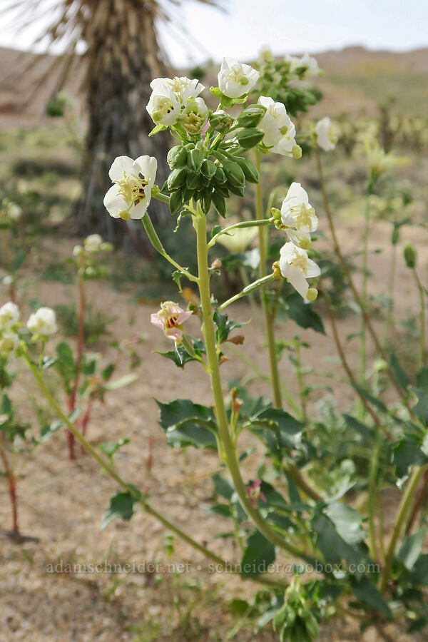 white brown-eyed evening-primrose (Chylismia claviformis (Camissonia claviformis)) [Red Rock Canyon State Park, Kern County, California]