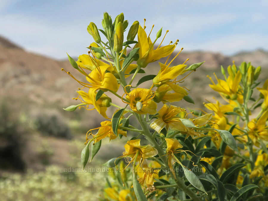bladder-pod (Cleomella arborea (Peritoma arborea) (Cleome isomeris)) [Red Rock Canyon State Park, Kern County, California]