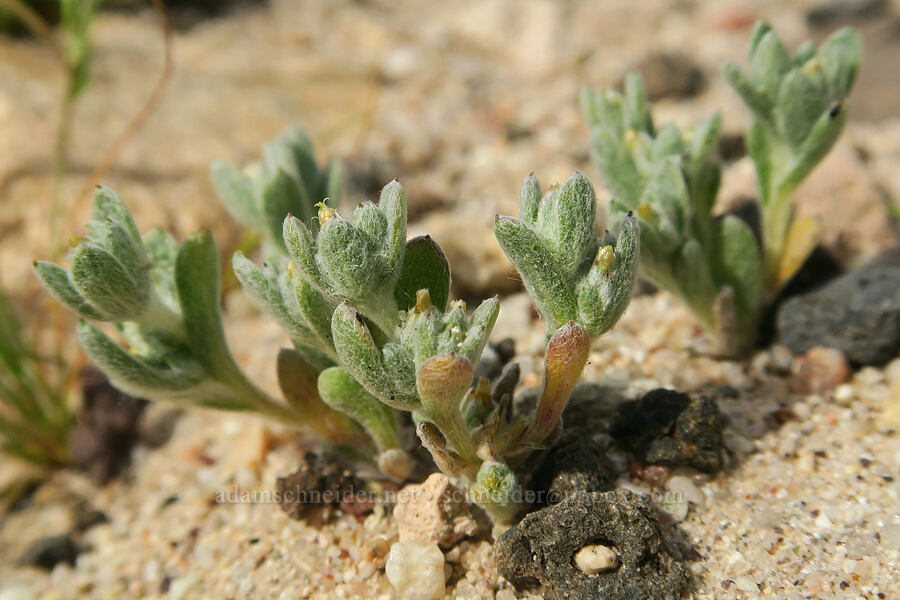 dwarf cotton-rose (Logfia depressa (Filago depressa)) [Red Rock Canyon State Park, Kern County, California]