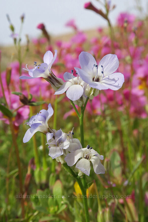 puff-calyx gilia (Gilia aliquanta ssp. aliquanta) [Red Rock Canyon State Park, Kern County, California]