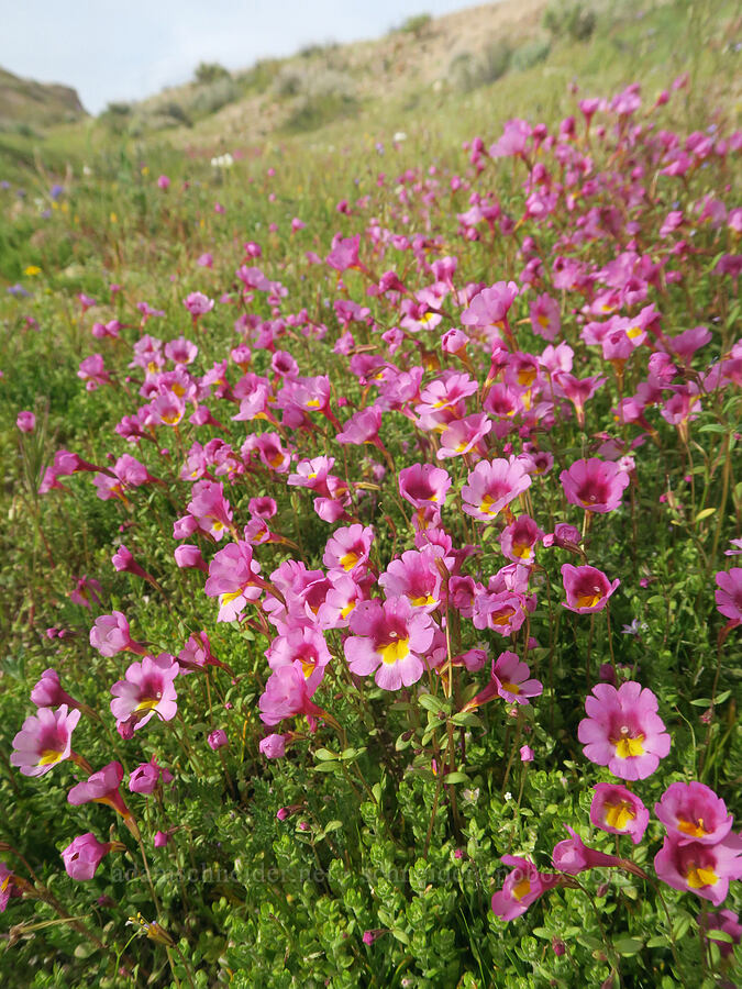 Red Rock Canyon monkeyflower (Erythranthe rhodopetra) [Red Rock Canyon State Park, Kern County, California]