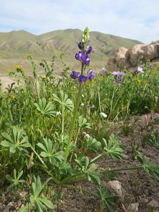 Mojave lupine (Lupinus odoratus) [Red Rock Canyon State Park, Kern County, California]