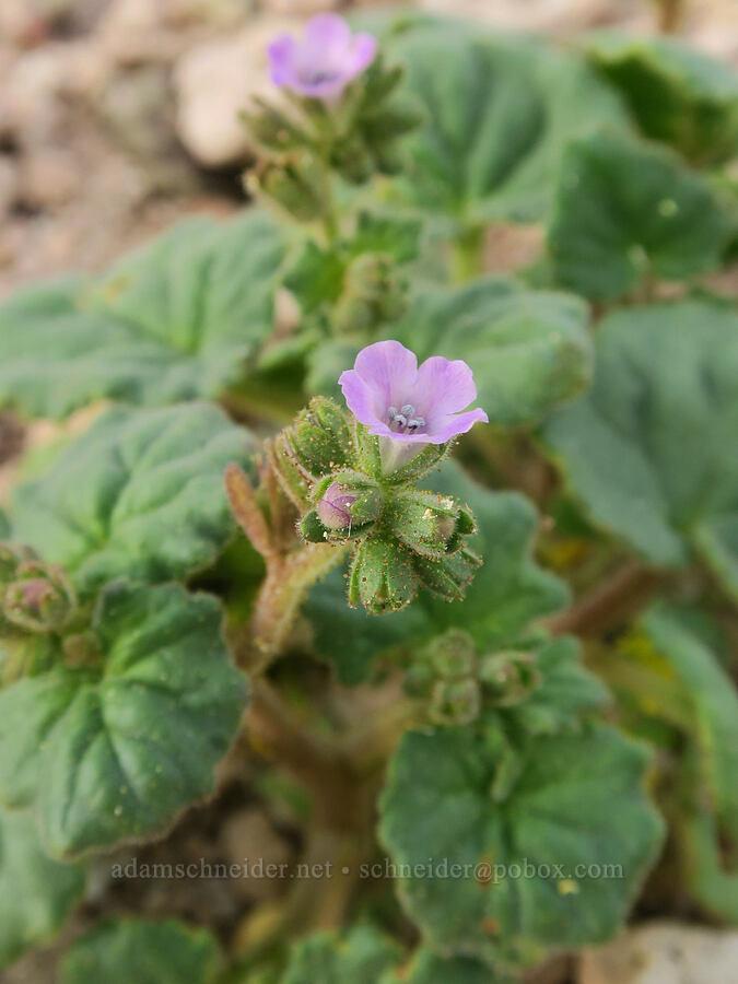 thick-leaved phacelia (Phacelia pachyphylla) [Red Rock Canyon State Park, Kern County, California]