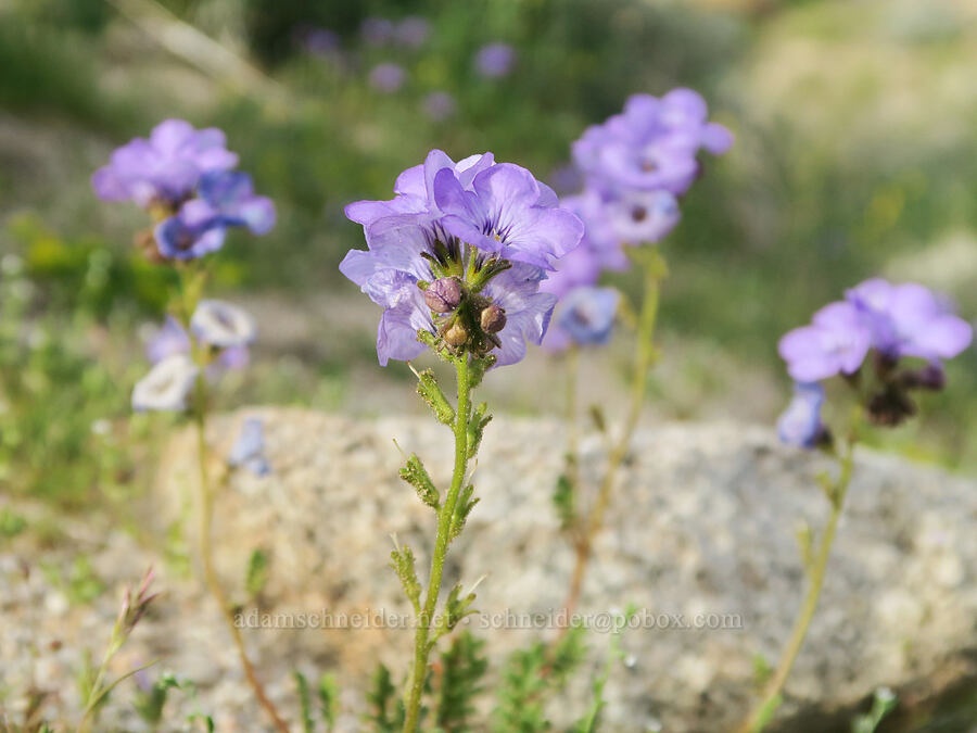 Fremont's phacelia (Phacelia fremontii) [Red Rock Canyon State Park, Kern County, California]