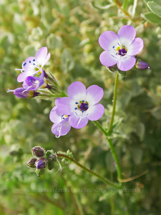 Nevada gilia (Gilia brecciarum) [Red Rock Canyon State Park, Kern County, California]