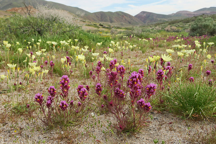 purple owl's-clover & scale bud (Castilleja exserta var. venusta (Orthocarpus exsertus), Anisocoma acaulis) [Red Rock Canyon State Park, Kern County, California]
