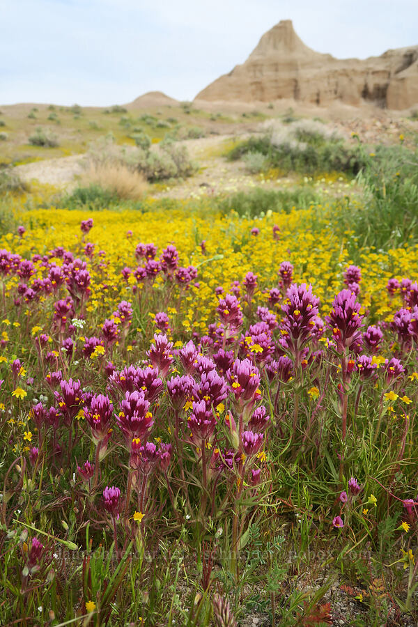 purple owl's-clover & gold-fields (Castilleja exserta var. venusta (Orthocarpus exsertus), Lasthenia gracilis) [Red Rock Canyon State Park, Kern County, California]