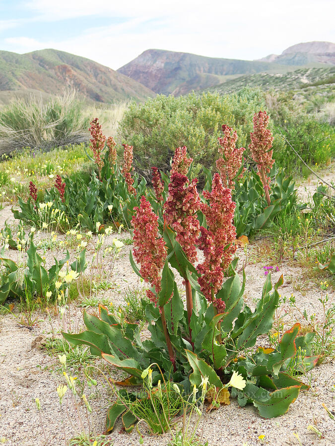 wild rhubarb (canaigre dock) (Rumex hymenosepalus) [Red Rock Canyon State Park, Kern County, California]