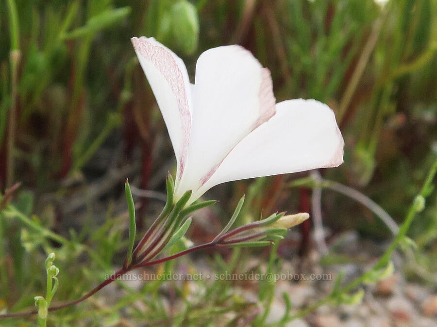 evening-snow (Linanthus dichotomus (Gilia dichotoma)) [Red Rock Canyon State Park, Kern County, California]