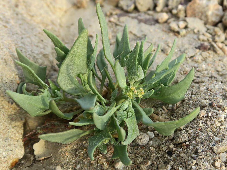 Coville's orach (Stutzia covillei (Atriplex covillei)) [Red Rock Canyon State Park, Kern County, California]