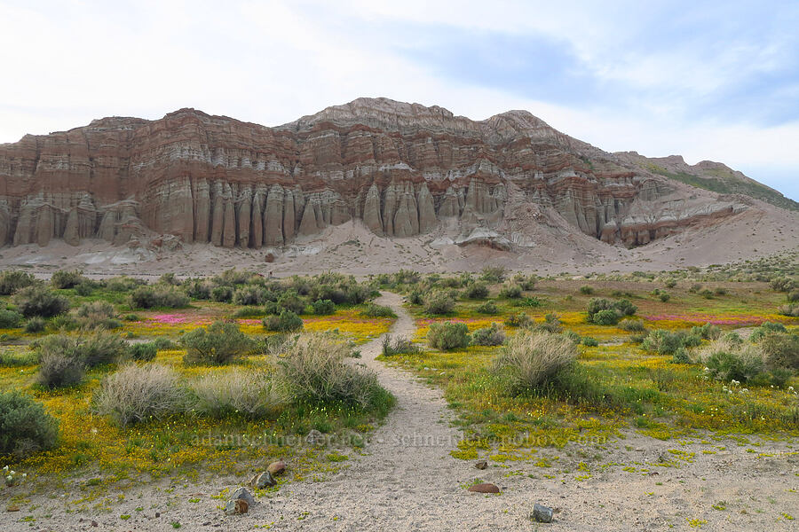 wildflowers (Lepidium flavum, Lasthenia gracilis, Erythranthe rhodopetra, Malacothrix glabrata) [Red Rock Canyon State Park, Kern County, California]
