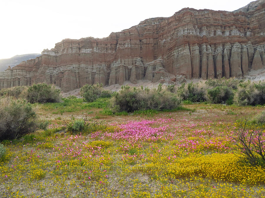 Red Rock Canyon monkeyflower & gold-fields (Lasthenia gracilis, Erythranthe rhodopetra) [Red Rock Canyon State Park, Kern County, California]