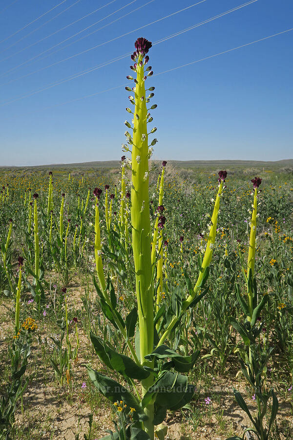 desert candle (Caulanthus inflatus (Streptanthus inflatus)) [U.S. Highway 395, San Bernardino County, California]