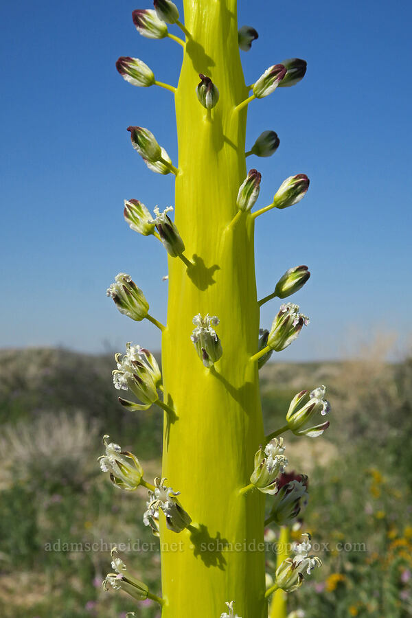 desert candle (Caulanthus inflatus (Streptanthus inflatus)) [U.S. Highway 395, San Bernardino County, California]