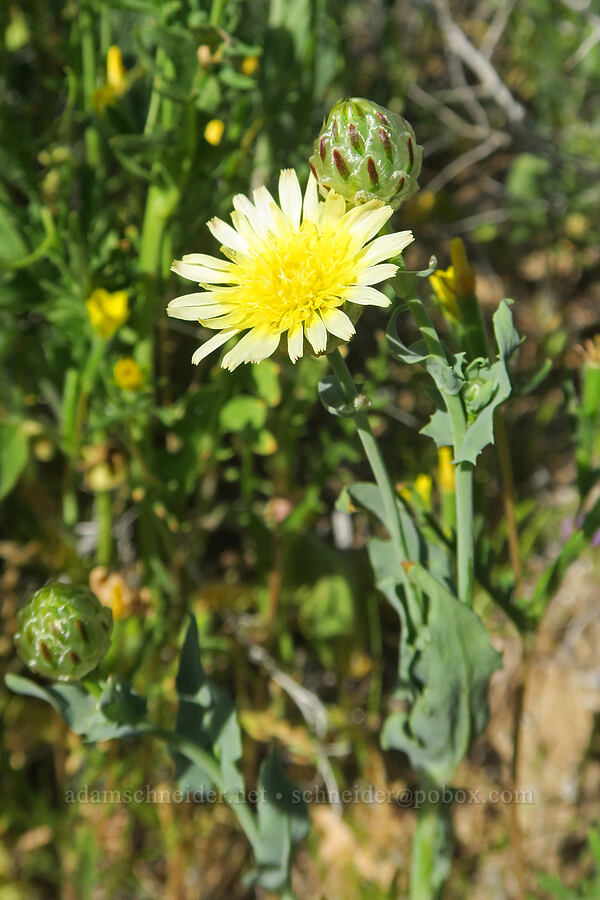 snake's-head (Malacothrix coulteri) [U.S. Highway 395, San Bernardino County, California]