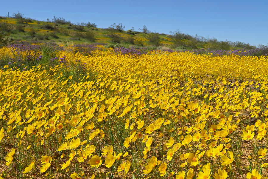 Bigelow's coreopsis (Leptosyne bigelovii (Coreopsis bigelovii)) [Dorchester Road, San Bernardino County, California]