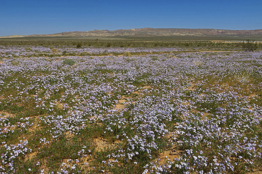 broad-flowered gilia (Gilia latiflora ssp. latiflora) [Irwin Road, San Bernardino County, California]