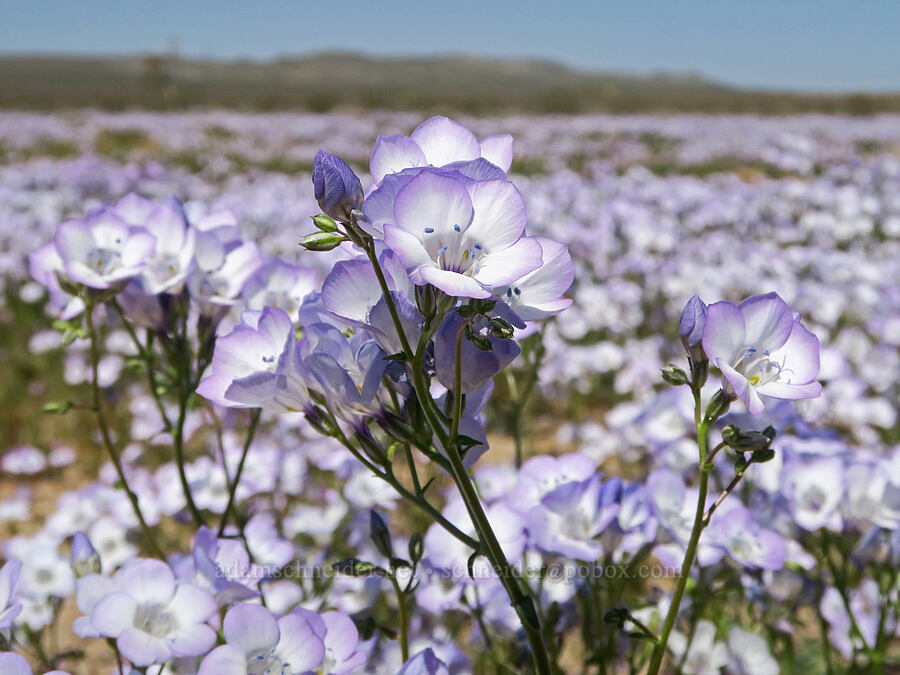 broad-flowered gilia (Gilia latiflora ssp. latiflora) [Irwin Road, San Bernardino County, California]