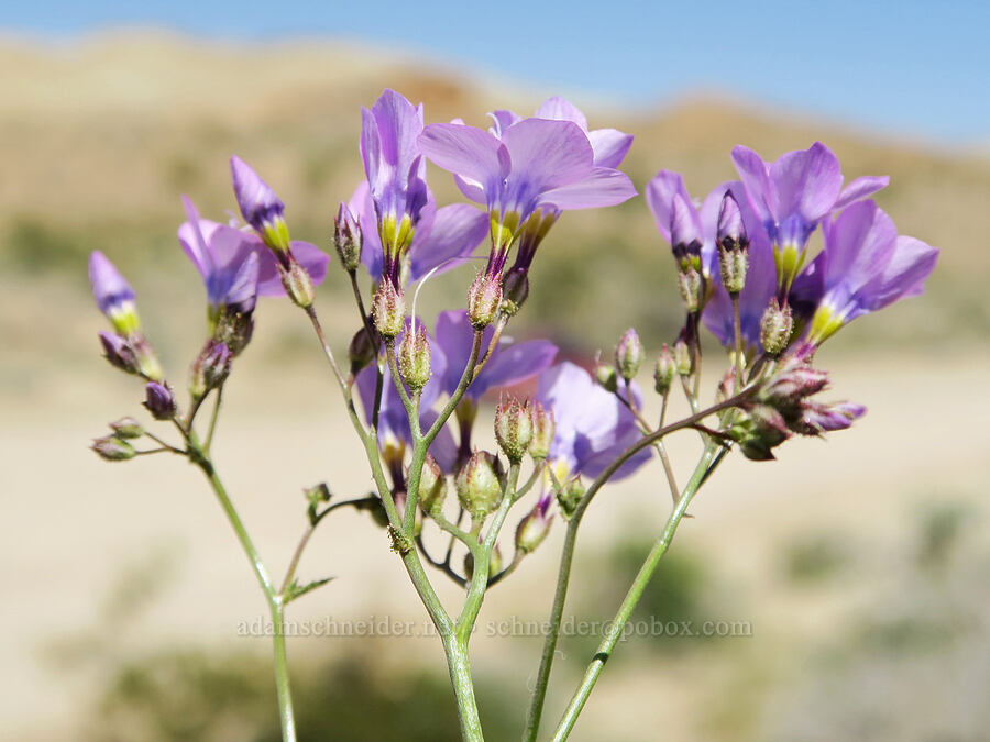 showy gilia (Gilia cana) [Rainbow Basin Natural Area, San Bernardino County, California]