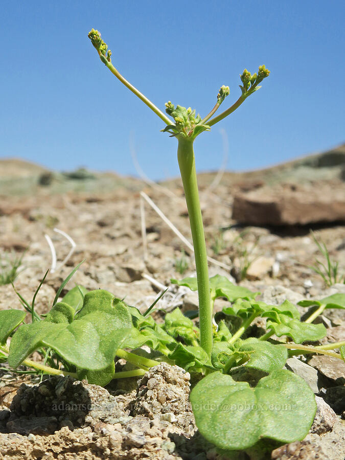 little desert-trumpet buckwheat, budding (Eriogonum trichopes) [Rainbow Basin Natural Area, San Bernardino County, California]
