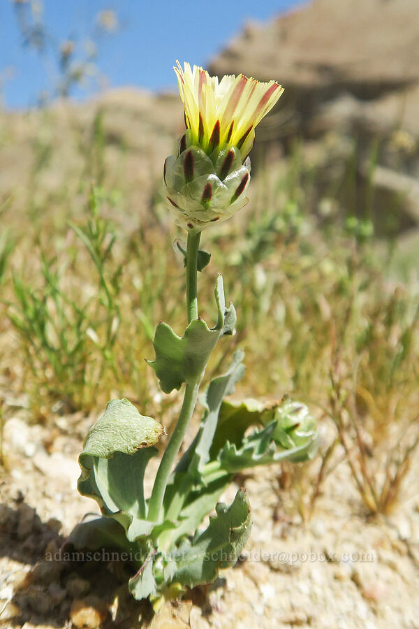 snake's-head (Malacothrix coulteri) [Rainbow Basin Natural Area, San Bernardino County, California]