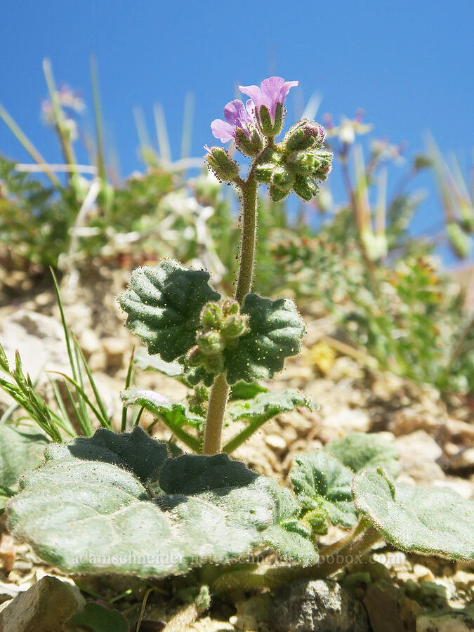 thick-leaf phacelia (Phacelia pachyphylla) [Rainbow Basin Natural Area, San Bernardino County, California]
