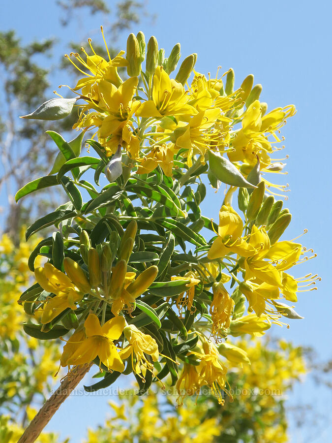 bladder-pod (Cleomella arborea (Peritoma arborea) (Cleome isomeris)) [Rainbow Basin Natural Area, San Bernardino County, California]