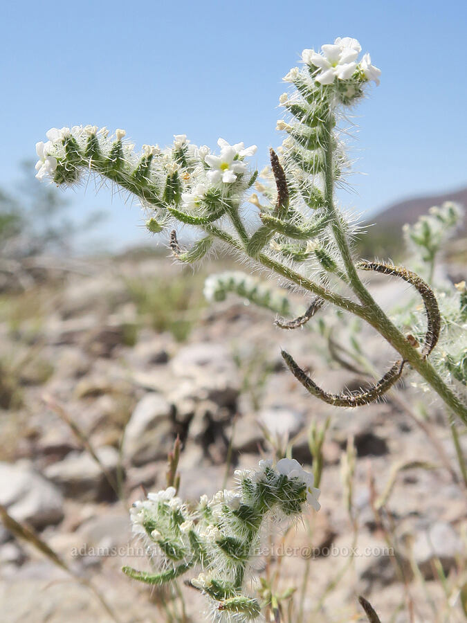 narrow-leaf cryptantha (Johnstonella angustifolia (Cryptantha angustifolia)) [Rasor Road, San Bernardino County, California]