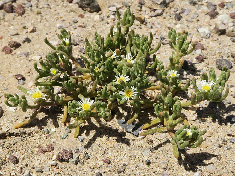 slender-leaf ice-plant (Mesembryanthemum nodiflorum) [Kelbaker Road, San Bernardino County, California]