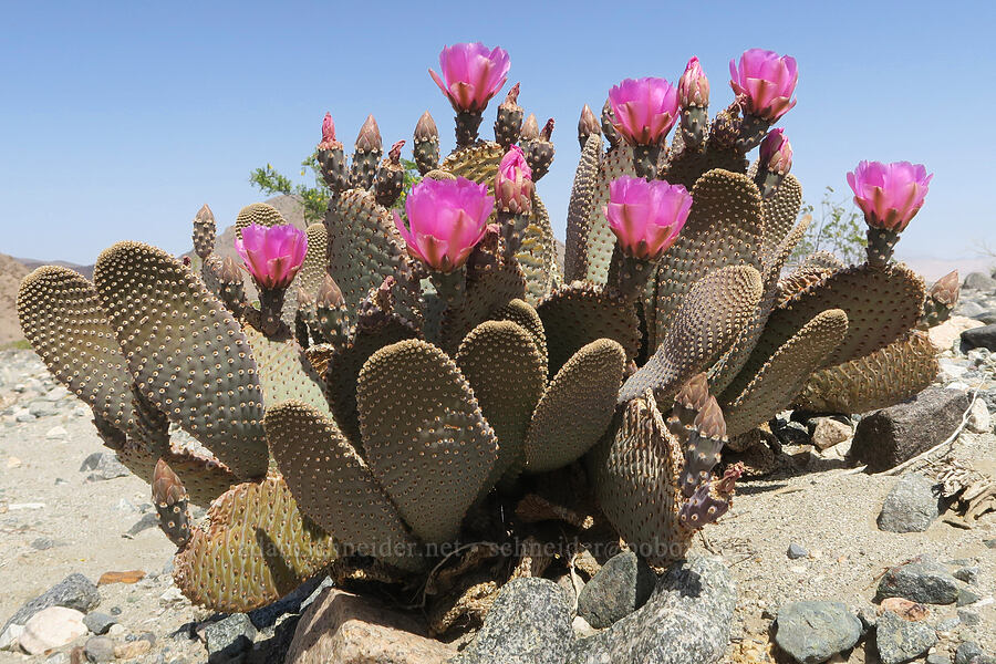beaver-tail cactus (Opuntia basilaris var. basilaris) [Salt Creek Hills ACEC, San Bernardino County, California]