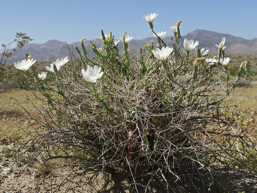 desert chicory (Rafinesquia neomexicana) [Highway 127, Inyo County, California]
