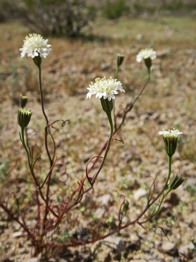 Fremont's pincushion (Chaenactis fremontii) [Highway 127, Inyo County, California]