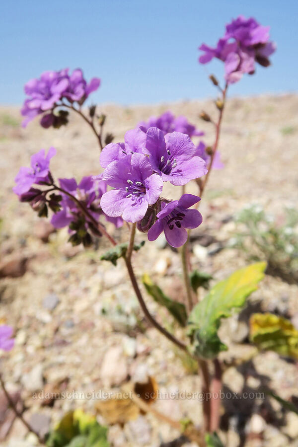 caltha-leaf phacelia (Phacelia calthifolia) [Old Spanish Trail Highway, Inyo County, California]