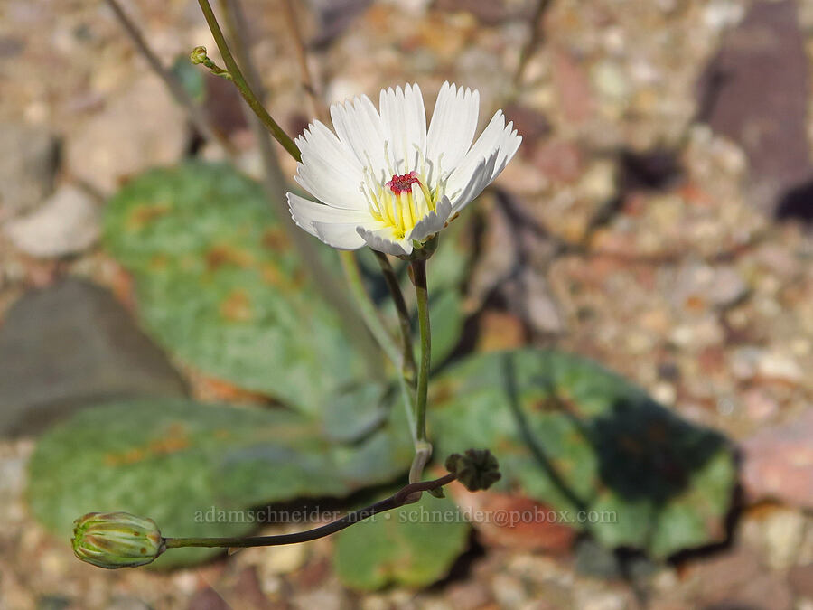 gravel ghost (Atrichoseris platyphylla (Malacothrix platyphylla)) [Old Spanish Trail Highway, Inyo County, California]