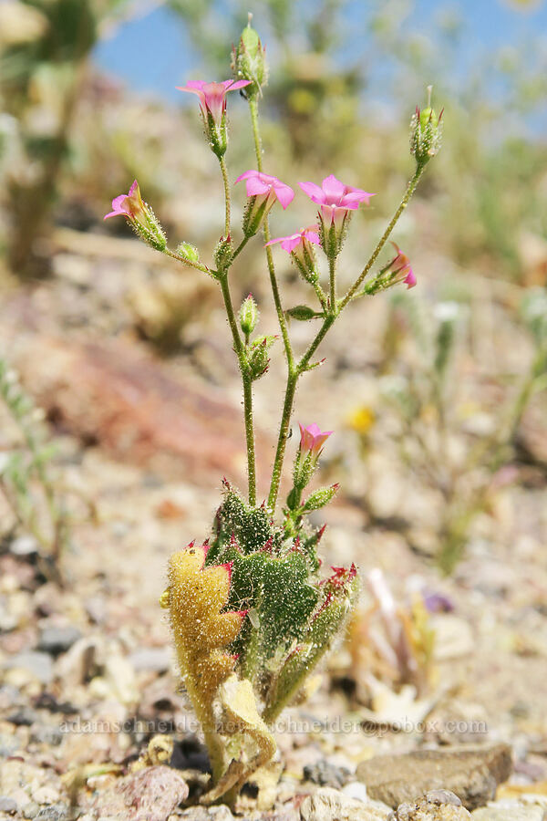 broad-leaf gilia (Aliciella latifolia ssp. latifolia (Gilia latifolia ssp. latifolia)) [Old Spanish Trail Highway, Inyo County, California]