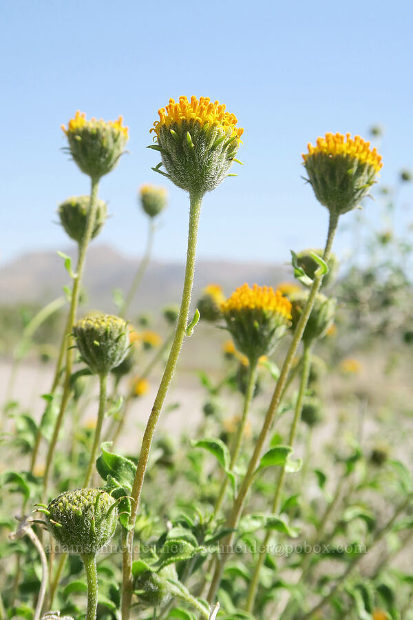 button brittlebush (Encelia frutescens) [Furnace Creek Road, Inyo County, California]