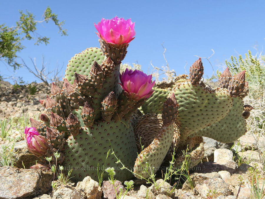 beaver-tail cactus (Opuntia basilaris var. basilaris) [Furnace Creek Road, Inyo County, California]