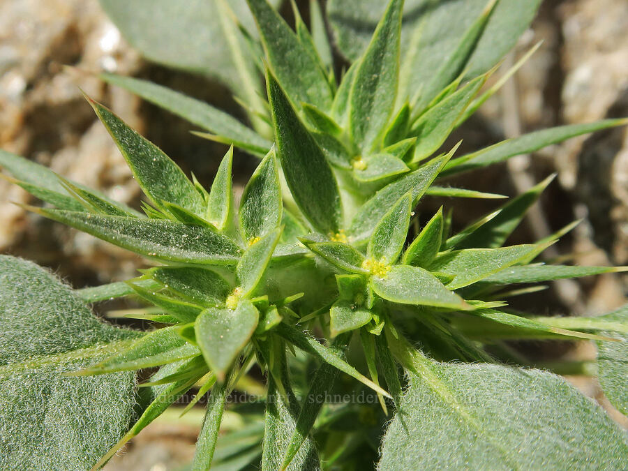 devil's spineflower (Chorizanthe rigida) [Furnace Creek Road, Inyo County, California]