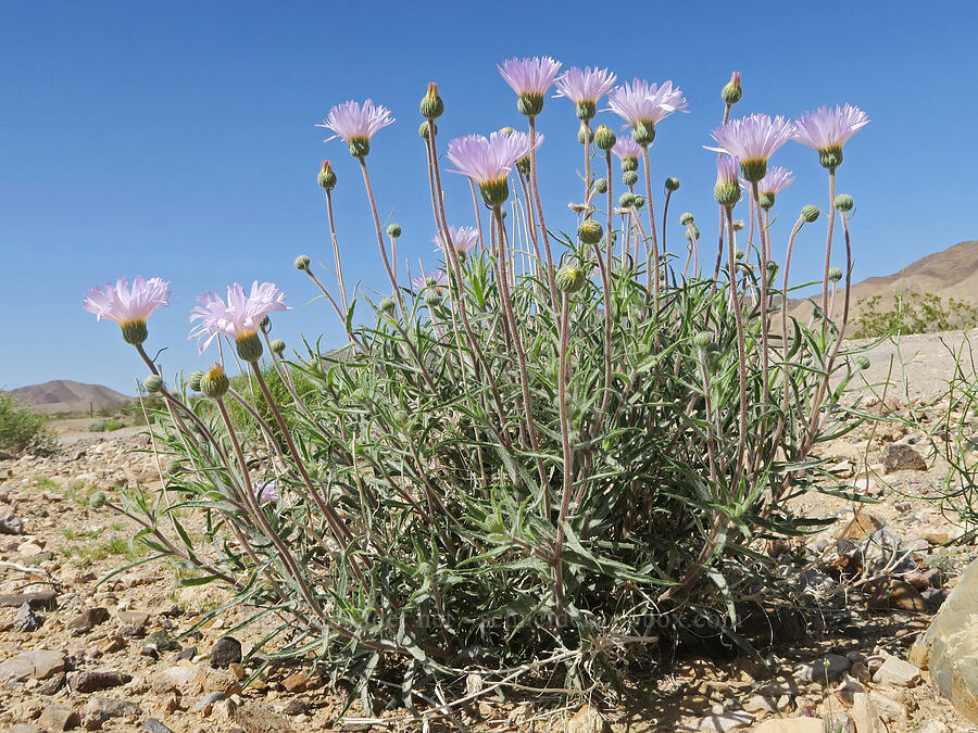 Mojave asters (Xylorhiza tortifolia (Machaeranthera tortifolia)) [Furnace Creek Road, Inyo County, California]