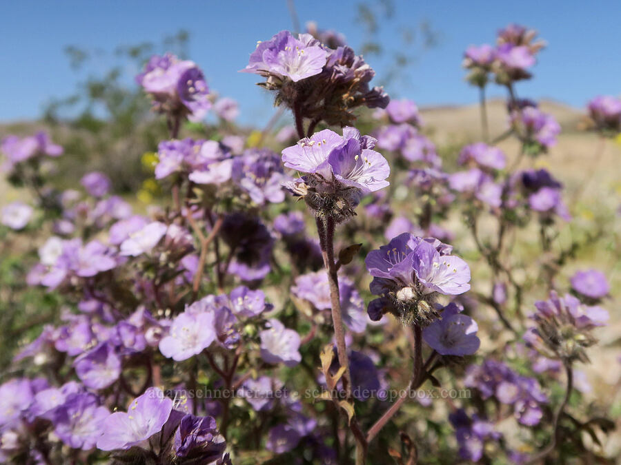 Death Valley phacelia (Phacelia vallis-mortae) [Furnace Creek Road, Inyo County, California]