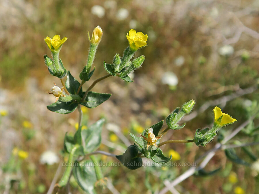 Pacific blazing-star (?) (Mentzelia obscura) [Smith Talc Road, San Bernardino County, California]