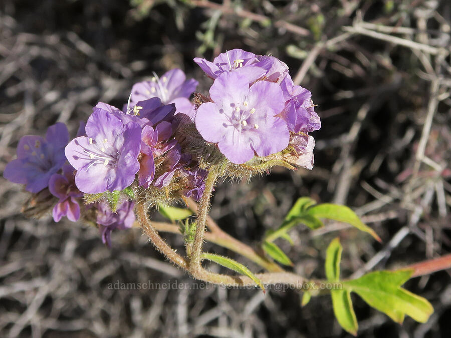 Death Valley phacelia (Phacelia vallis-mortae) [Smith Talc Road, San Bernardino County, California]