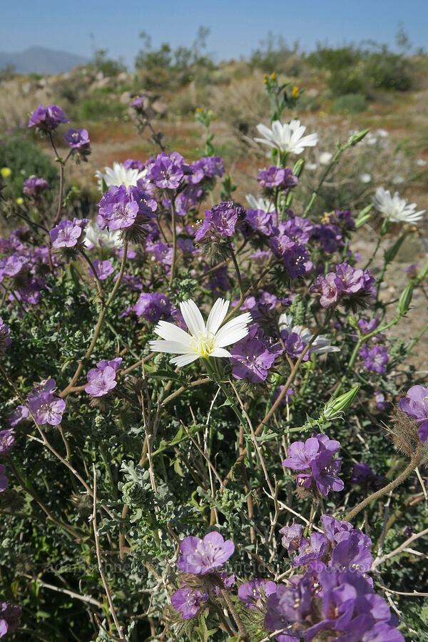 desert chicory & Death Valley phacelia (Rafinesquia neomexicana, Phacelia vallis-mortae) [Excelsior Mine Road, Inyo County, California]