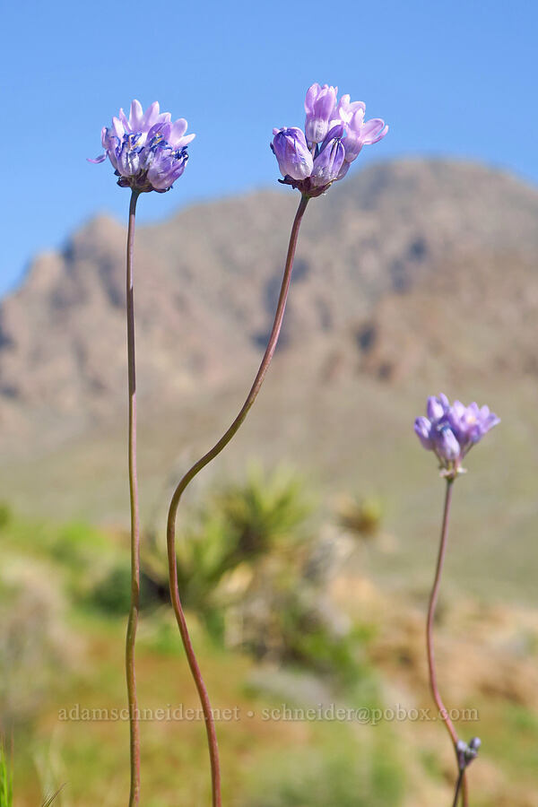blue dicks (Dipterostemon capitatus (Dichelostemma capitatum)) [Excelsior Mine Road, Inyo County, California]