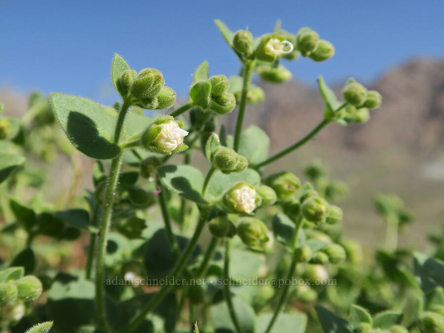 wishbone-bush (desert four-o'-clock) (Mirabilis laevis) [Excelsior Mine Road, Inyo County, California]
