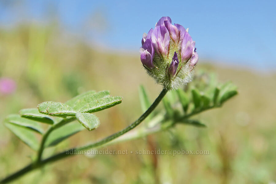 two-seeded milk-vetch (Astragalus didymocarpus var. dispermus) [Crystal Springs, San Bernardino County, California]