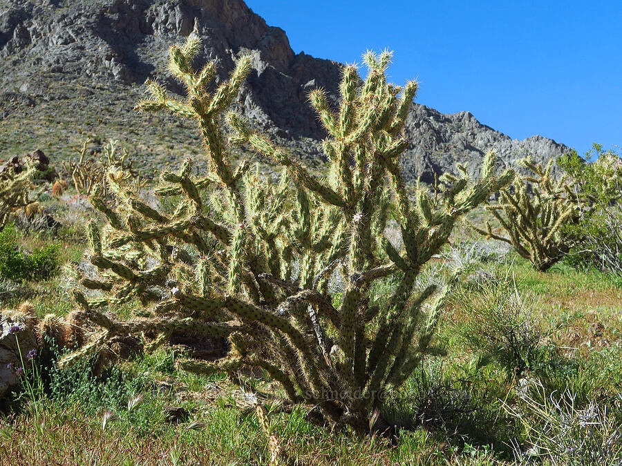 buckhorn cholla (Cylindropuntia acanthocarpa (Opuntia acanthocarpa)) [Crystal Springs, San Bernardino County, California]